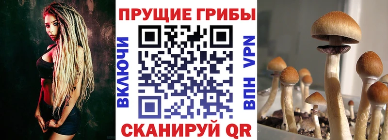 Псилоцибиновые грибы Cubensis Анадырь